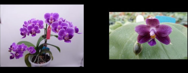 CTL113y013 - Phalaenopsis (Reyoung UltraViolet X CTL Vio Michollens) Seed Grown