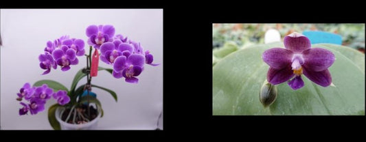 CTL113y013 - Phalaenopsis (Reyoung UltraViolet X CTL Vio Michollens) Seed Grown
