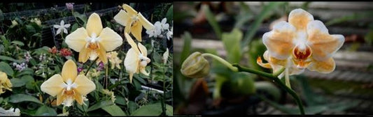 CTL113y020 - Phalaenopsis (Leda x Pearl Gem 'Flava') Seed Grown