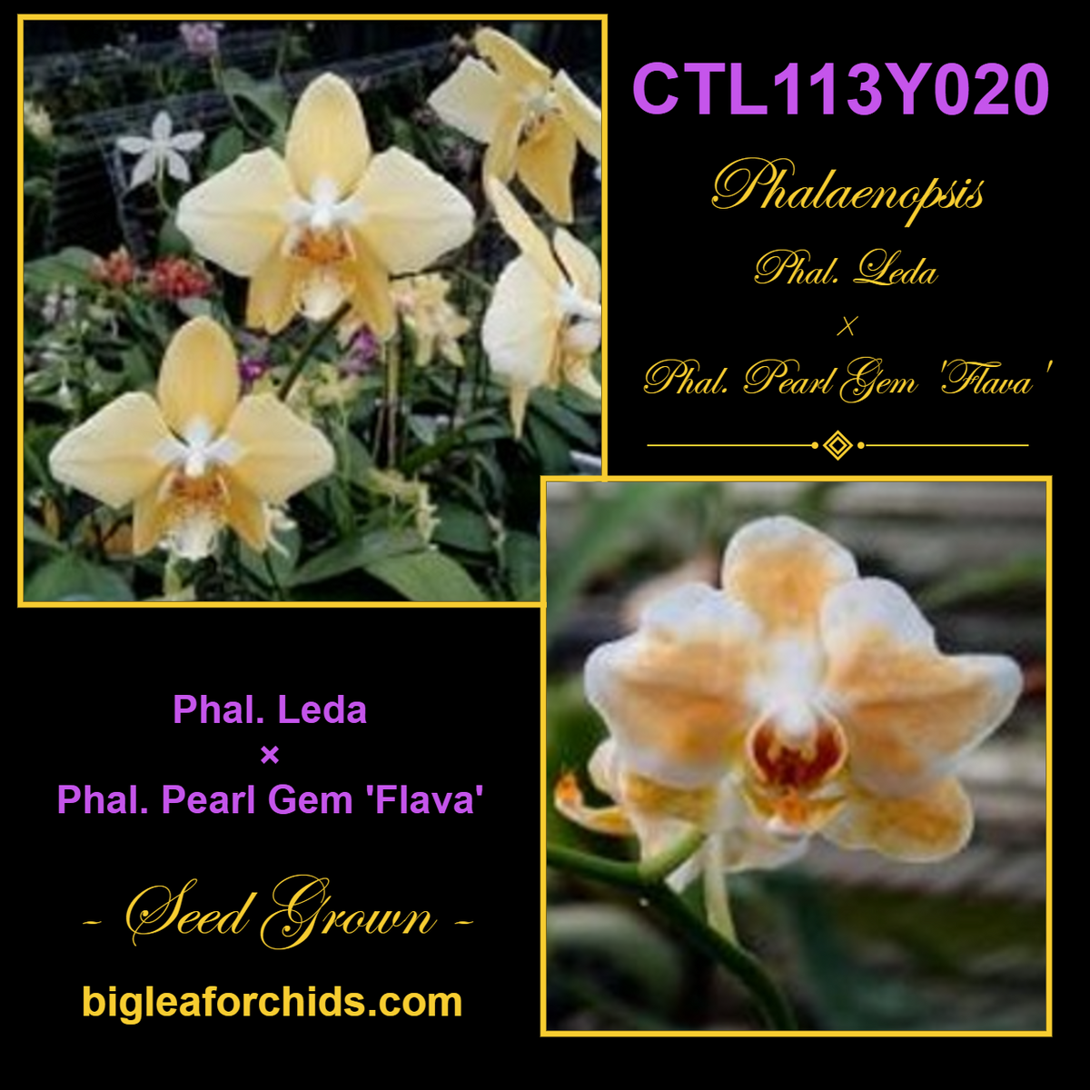 CTL113y020 - Phalaenopsis (Leda x Pearl Gem 'Flava') Seed Grown