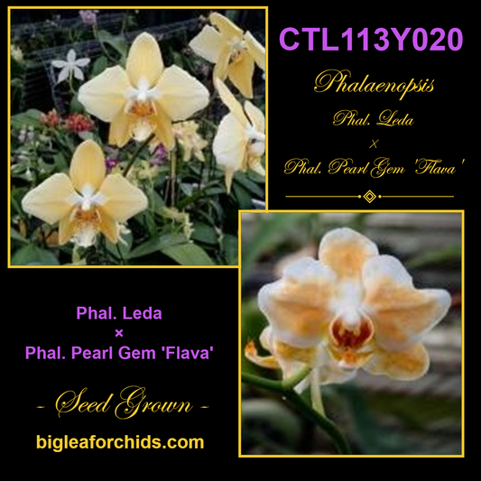 CTL113y020 - Phalaenopsis (Leda x Pearl Gem 'Flava') Seed Grown