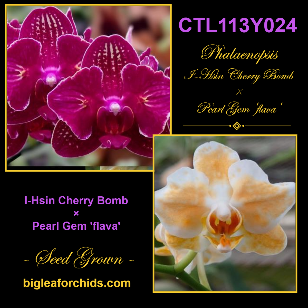 CTL113y024 - Phalaenopsis (I-Hsin Cherry Bomb X Pearl Gem 'flava') Seed Grown