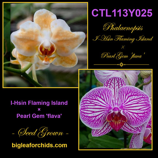 CTL113y025 - Phalaenopsis (Pearl Gem 'flava' X I-Hsin Flaming Island) Seed Grown