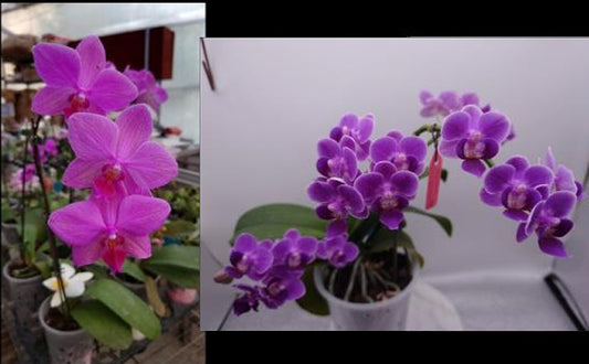 CTL113y033 - Phalaenopsis (CTL Emerging Moon x Reyoung UltraViolet) Seed Grown