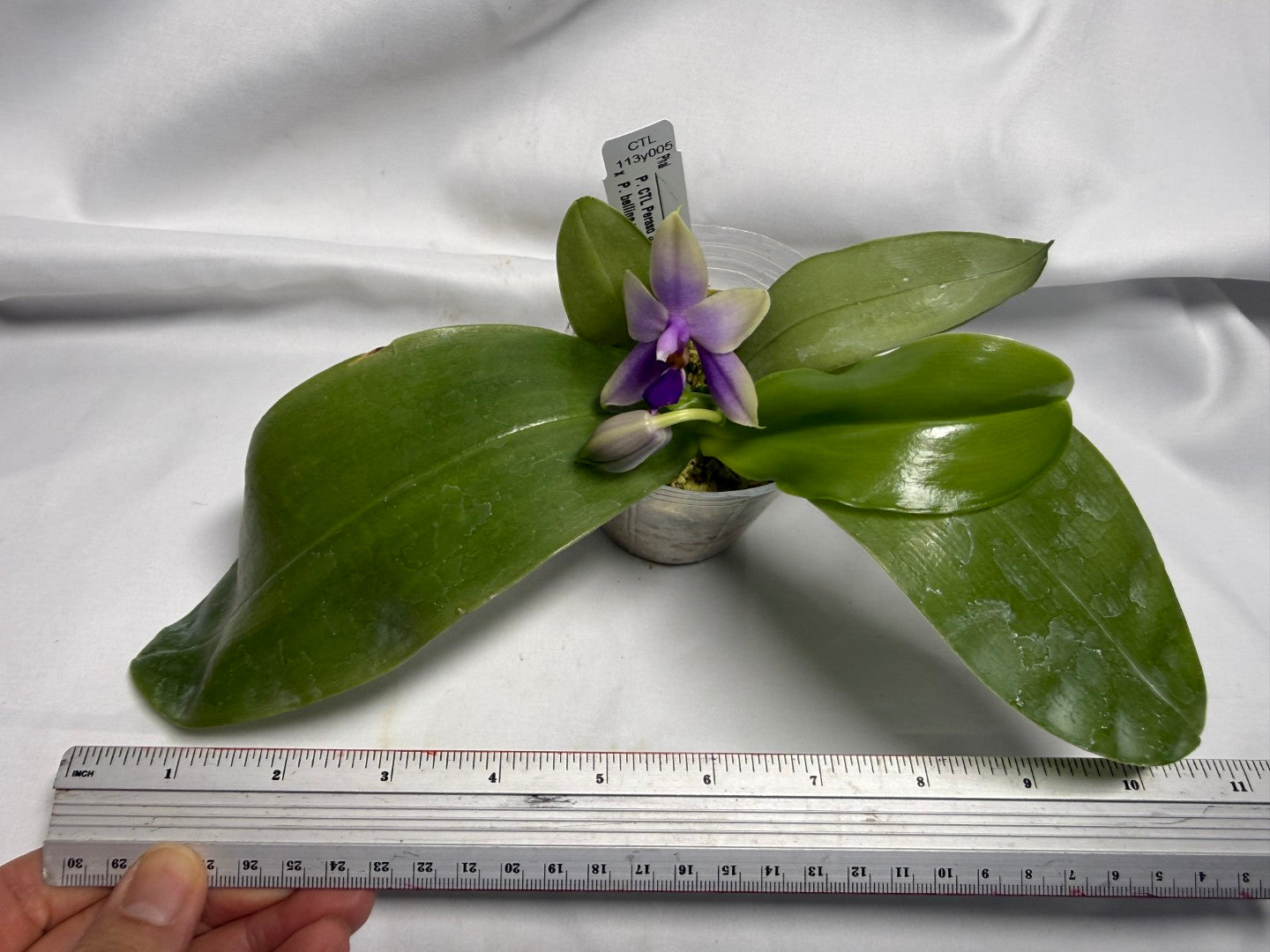 CTL113y005 - Phalaenopsis (CTL Peraso Sunset x bellina) Seed Grown 260611 Flowering