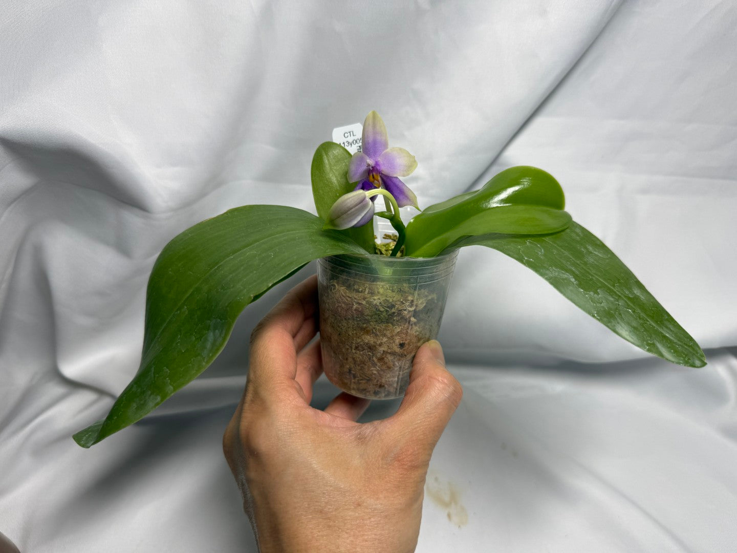 CTL113y005 - Phalaenopsis (CTL Peraso Sunset x bellina) Seed Grown 260611 Flowering
