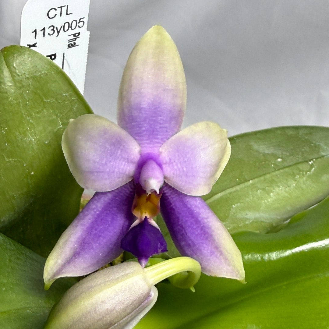CTL113y005 - Phalaenopsis (CTL Peraso Sunset x bellina) Seed Grown 260611 Flowering