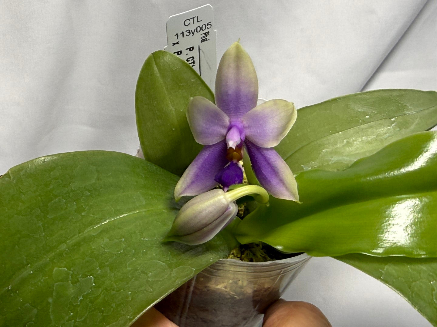 CTL113y005 - Phalaenopsis (CTL Peraso Sunset x bellina) Seed Grown 260611 Flowering
