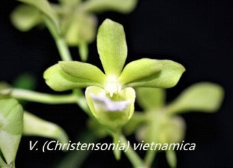 Vanda (Christensonia) vietnamica