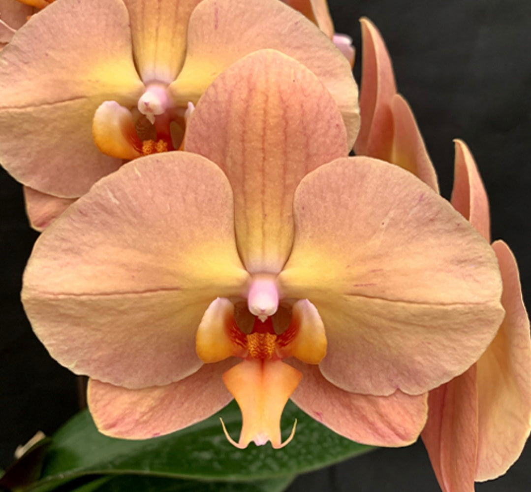 Phalaenopsis Charming Flamingo (Clone)