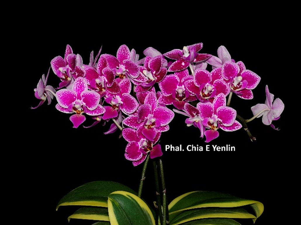 Phalaenopsis Chia E Yenlin 'Variegata'