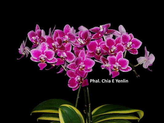 Phalaenopsis Chia E Yenlin 'Variegata'