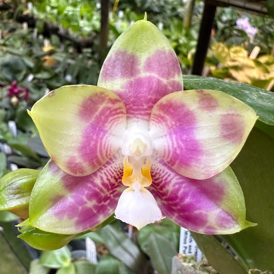 Phalaenopsis Mituo Dragon Star 240211 Flowering