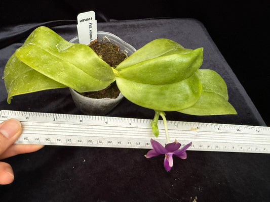 Phalaenopsis violacea indigo x sib 250513 Flowering Seed Grown