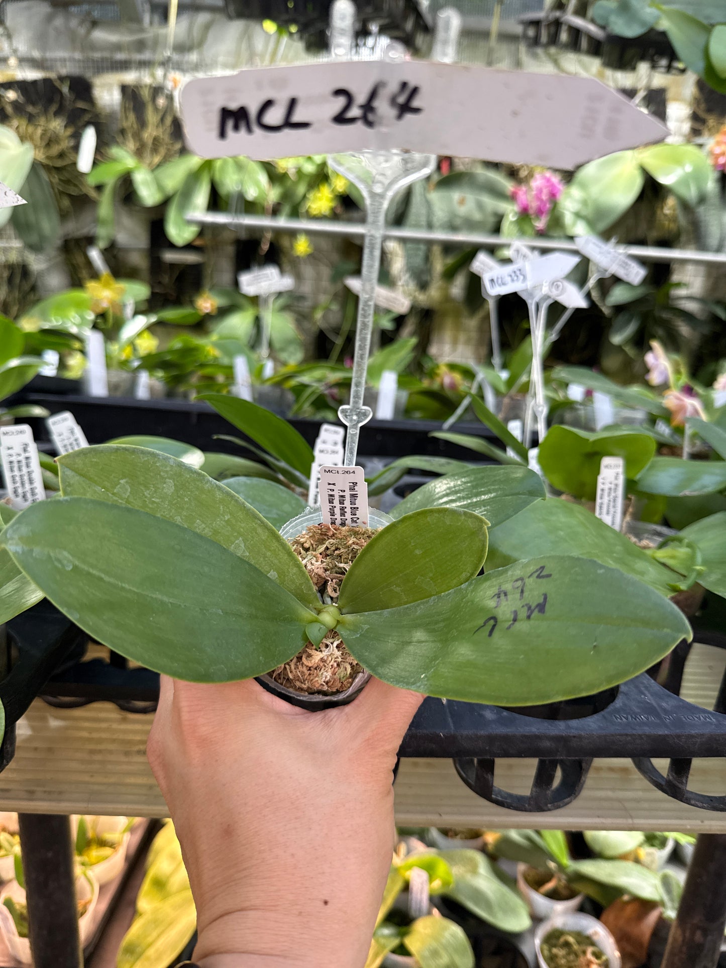 Phalaenopsis Mituo Blue Cat 'Azure Mushroom'
