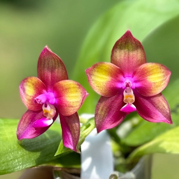 Phalaenopsis Mituo Love 'Rainbow' AM/AOS