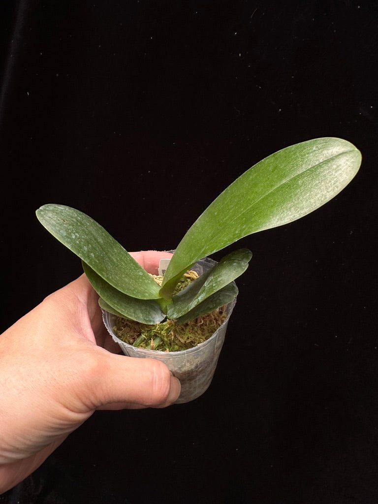 Phalaenopsis SWR Snowflake x SWR Orient Empress - Seed Grown