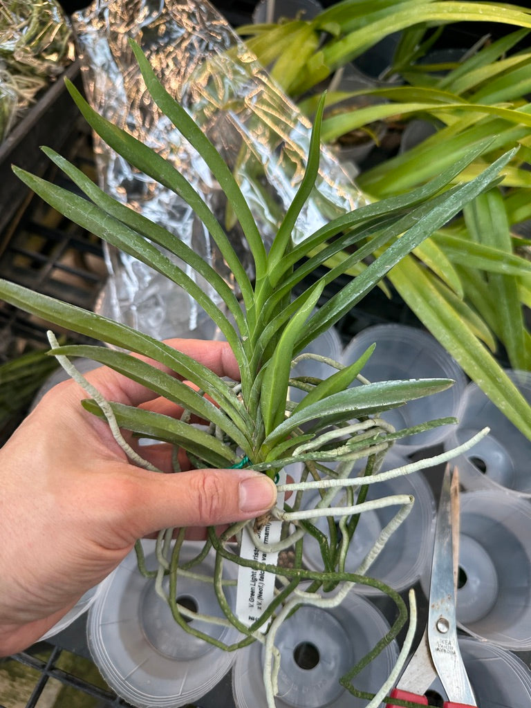 Vanda Green Light - Seed Grown