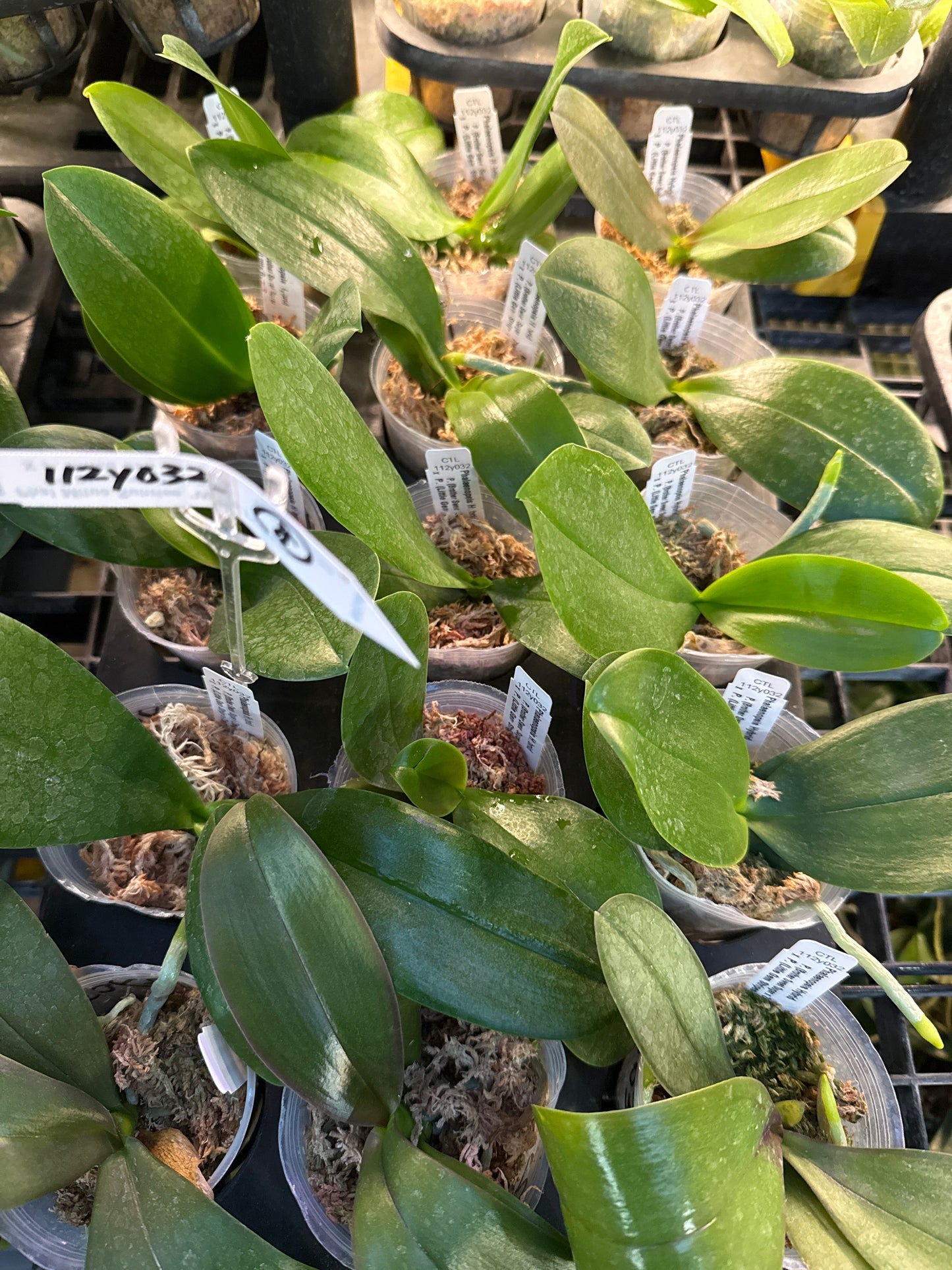 Phalaenopsis (Brother Sweet Sugar x Zheng Min Michollens) x (Little Gem Stripes-Taida Pearl) 'flava'