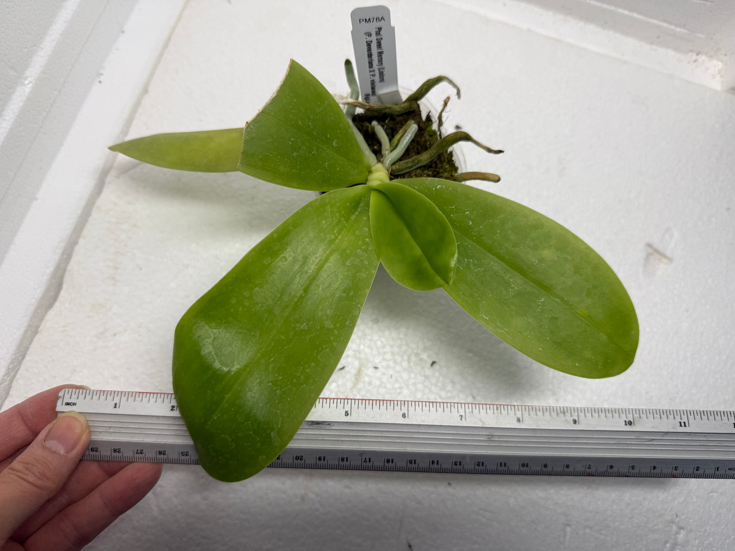 Phalaenopsis Sweet Memory (syn. Phal. Liodoro)