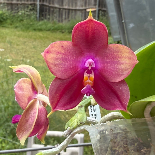 Phalaenopsis (Mituo Red Tiger x Mituo Blue Smurfs) 250515 seed grown Flowering