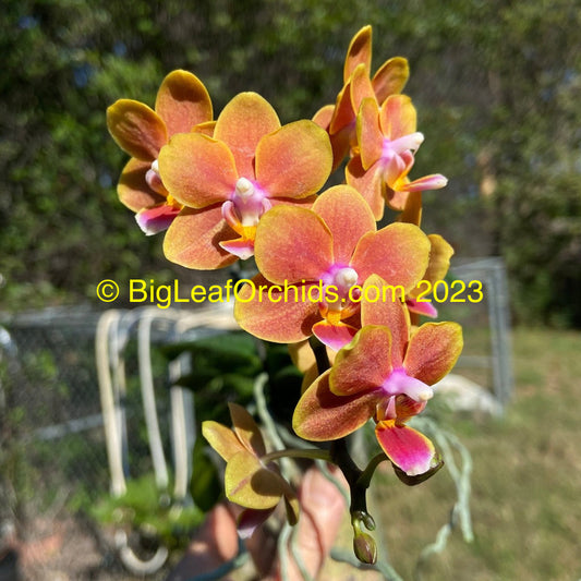 Phalaenopsis Shih Fang Savory Orange