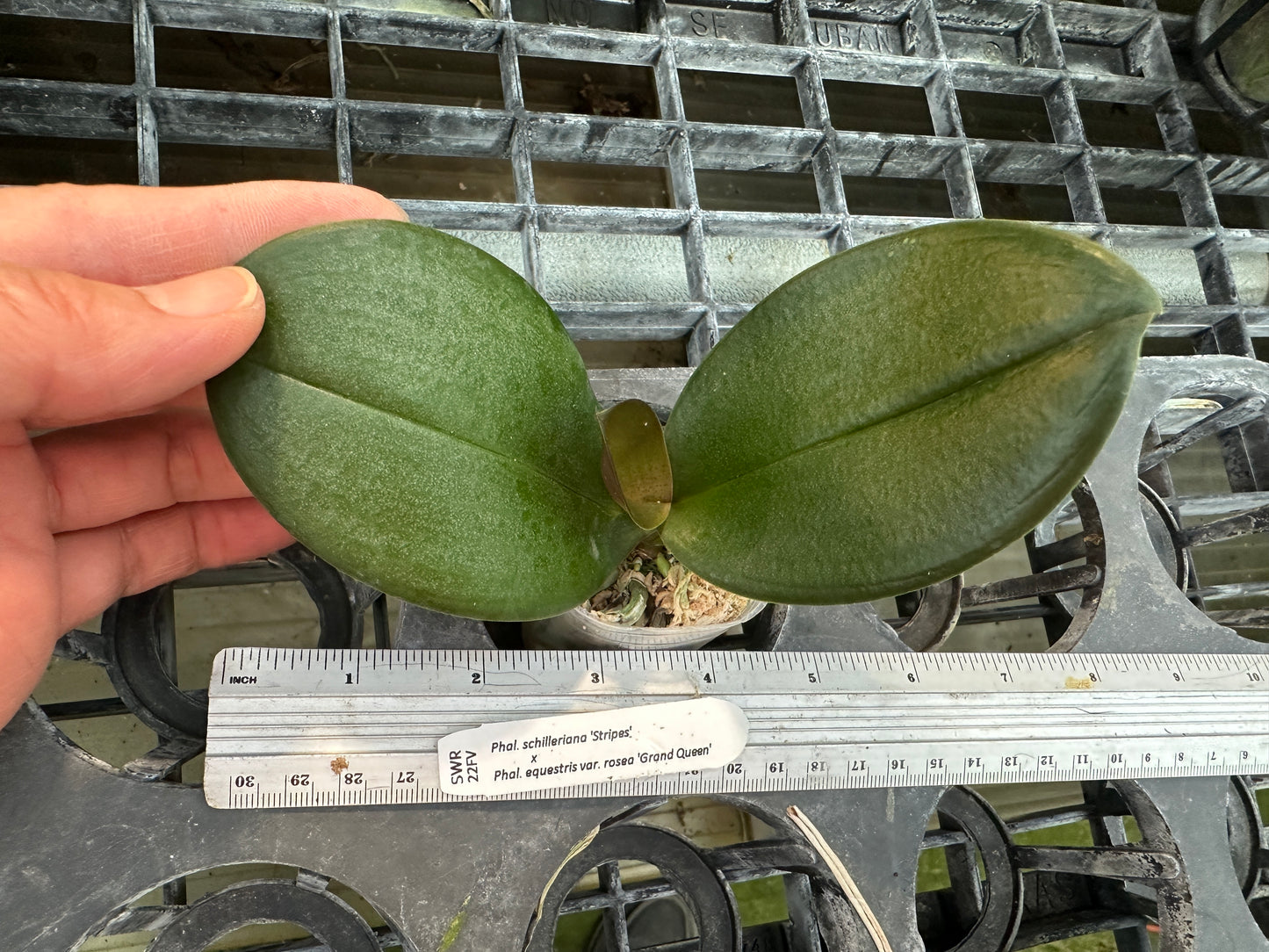 Phalaenopsis Veitchiana - Seed Grown