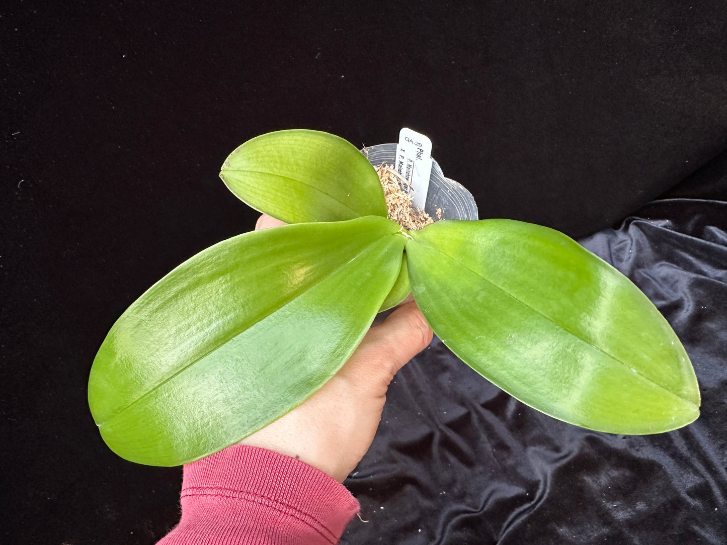 Phalaenopsis (Mainshow Tiger x Mainshow Hiero) Seedling, QA-29