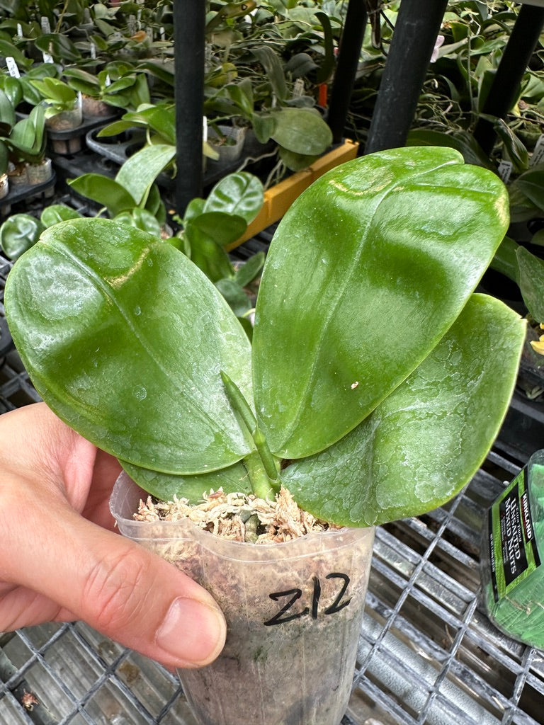 Phalaenopsis Smiley Prince 'Wilson' – Big Leaf Orchids