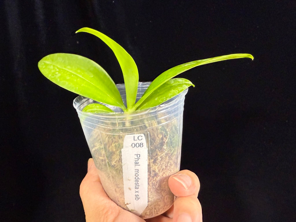 Phalaenopsis modesta - seed grown