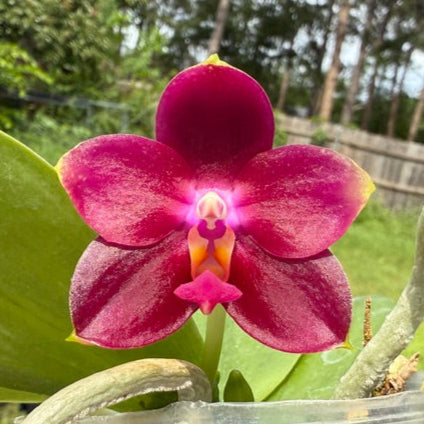 Phalaenopsis Princess Kaiulani 'K-162' 250515 Flowering
