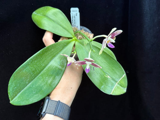 Phalaenopsis LD Green Tiger x Mituo Speciosa Dragon 250508 Flowering seed grown