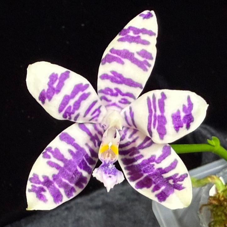 Phalaenopsis LL Blue Caracal - Seed Grown