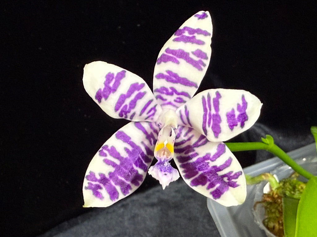 Phalaenopsis Lioulin Blue Pheasant x Lioulin Blue Parrot 241108-B Flowering