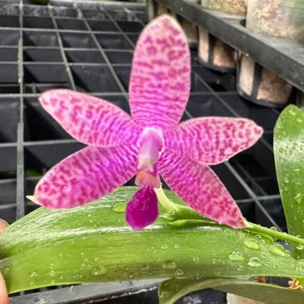 Phalaenopsis YangYang Blue Baby - Seedlings