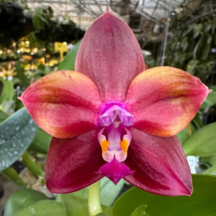 Phalaenopsis Mituo Obsidian 'Three Headed Dog'