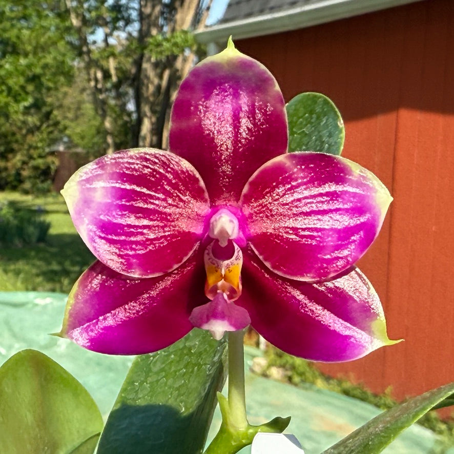 Phalaenopsis Mituo Purple Tiger 'Red Lotus' 250416 Flowering