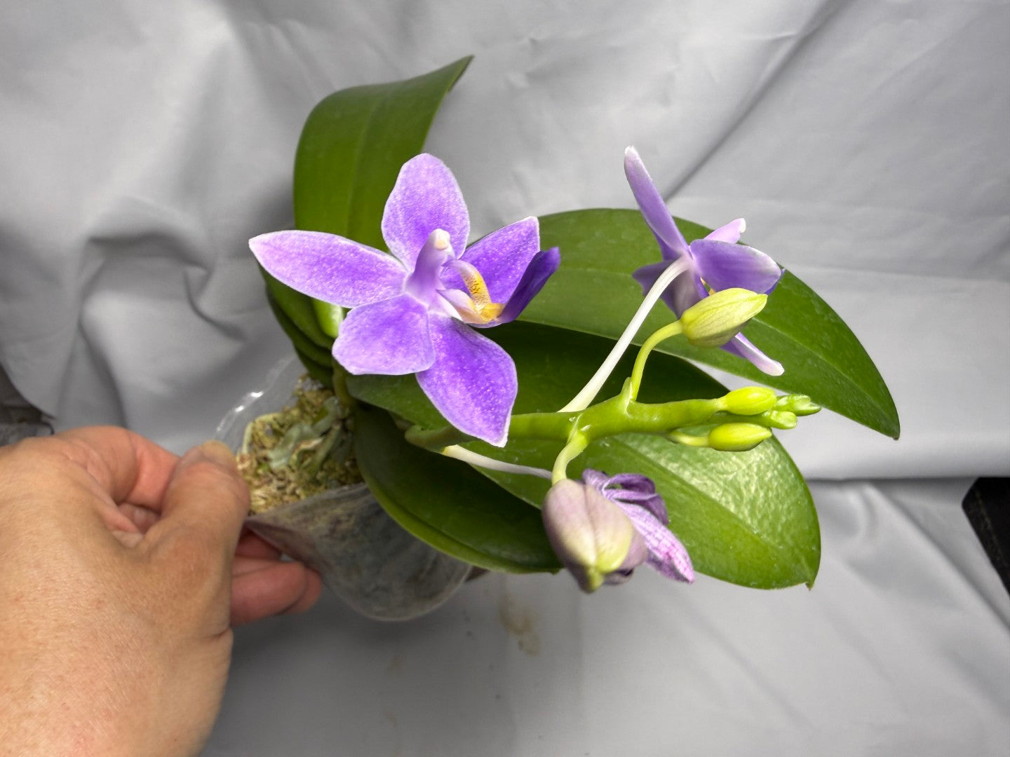 Phalaenopsis Equalacea 'Blue' 260611 Flowering