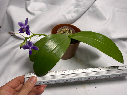 Phalaenopsis Equalacea 'Blue' 260611 Flowering