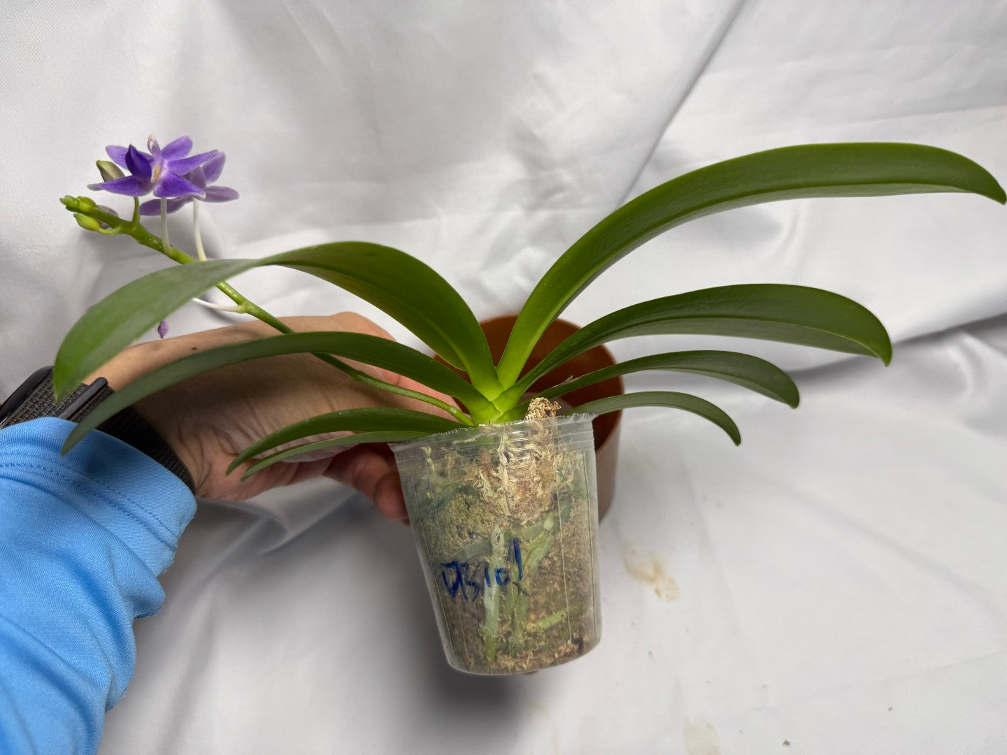 Phalaenopsis Equalacea 'Blue' 260611 Flowering