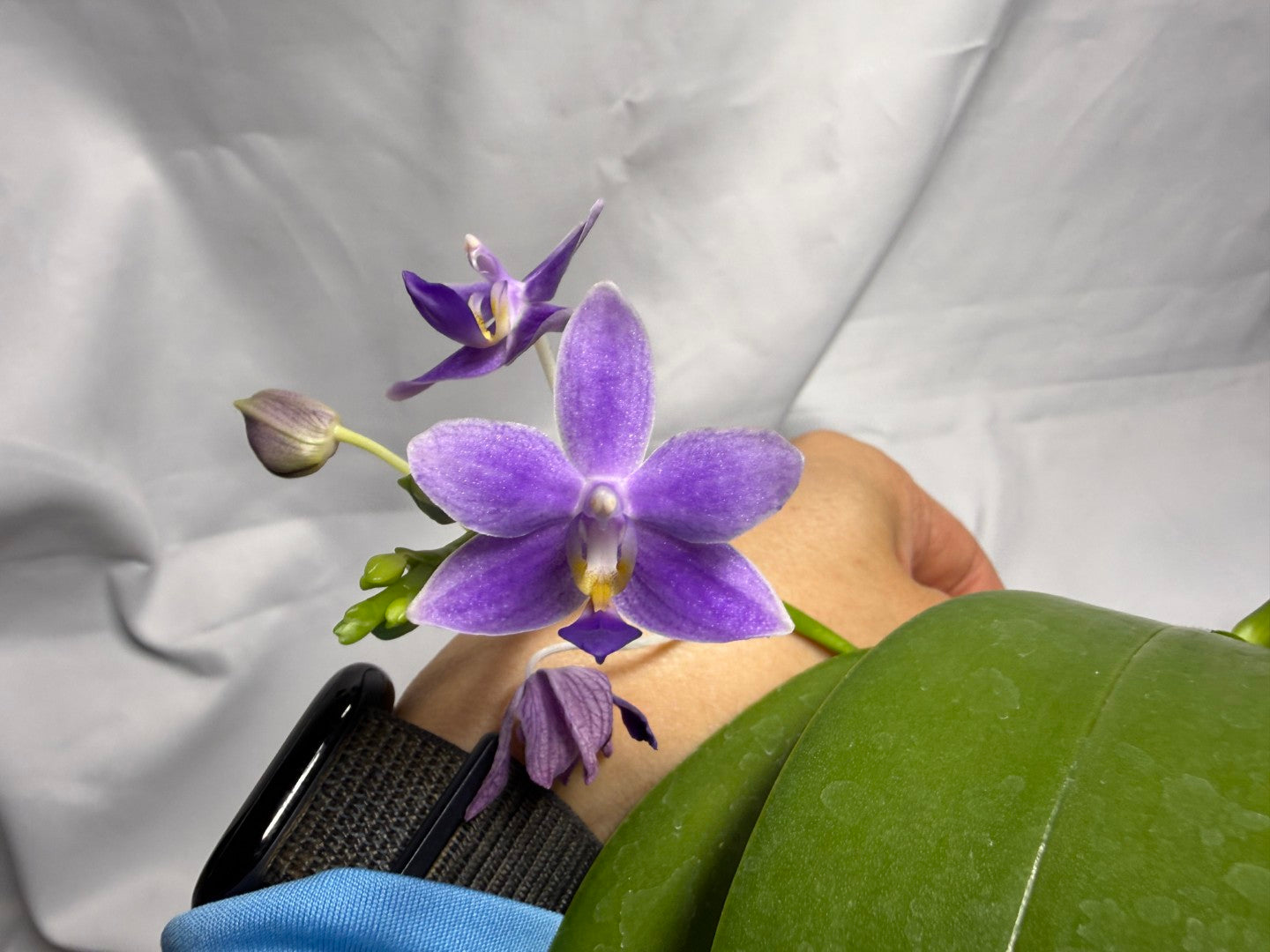 Phalaenopsis Equalacea 'Blue' 260611 Flowering