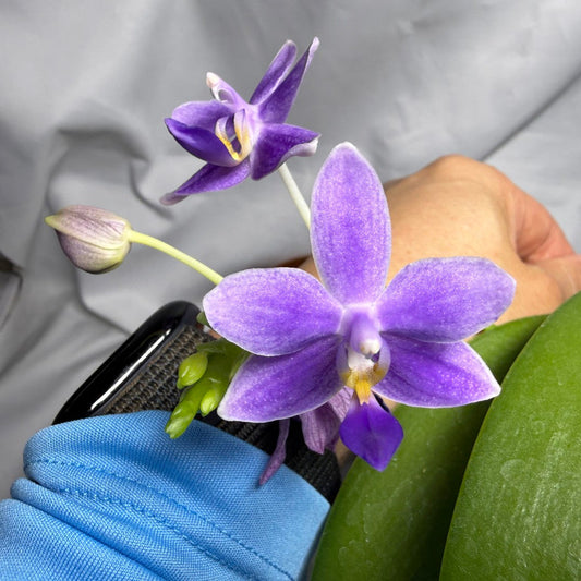 Phalaenopsis Equalacea 'Blue' 260611 Flowering