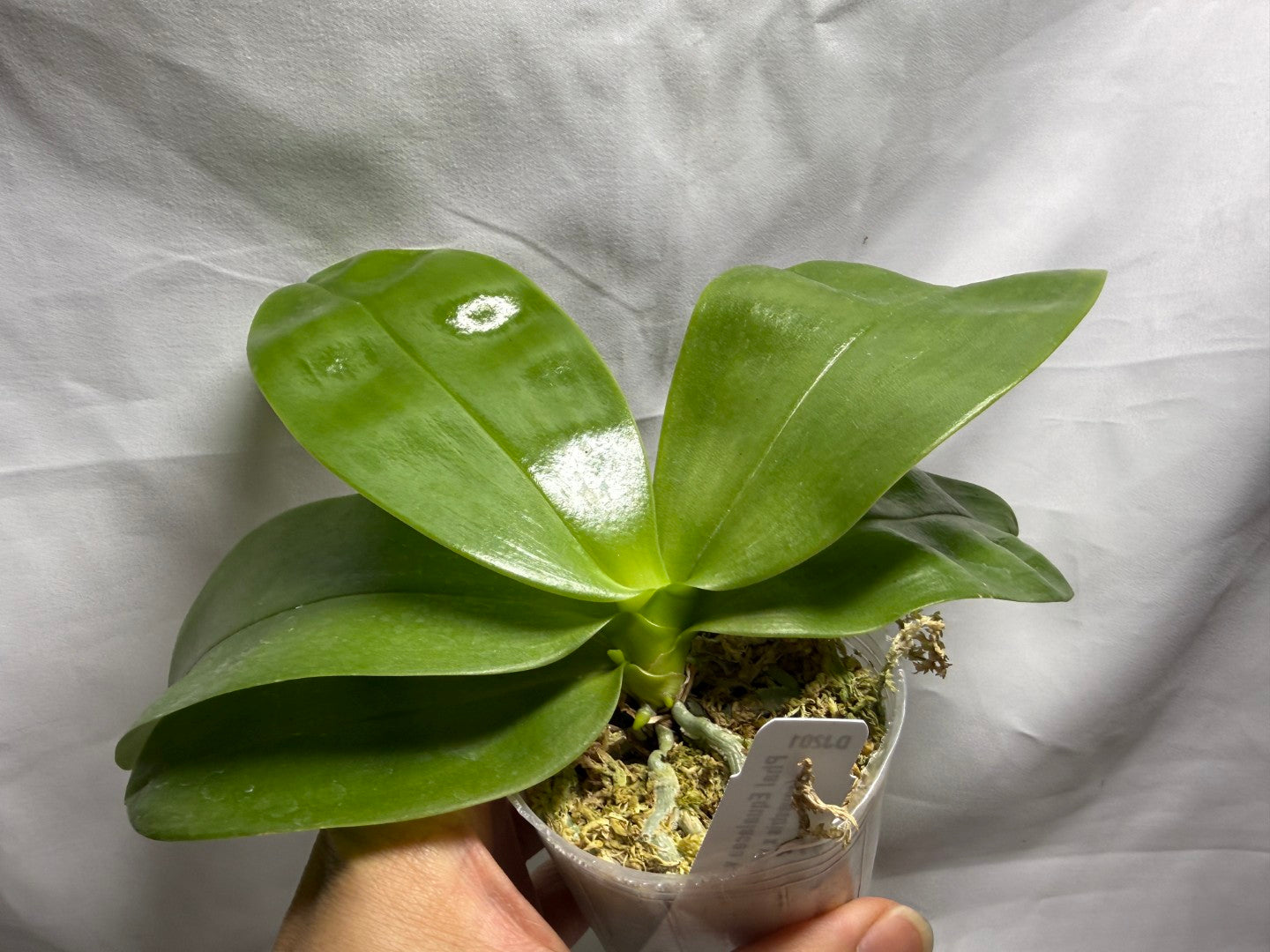 Phalaenopsis Equalacea 'DJ Blue' Spiking