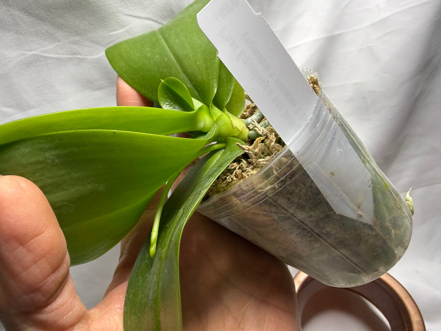Phalaenopsis Equalacea 'DJ Blue' Spiking