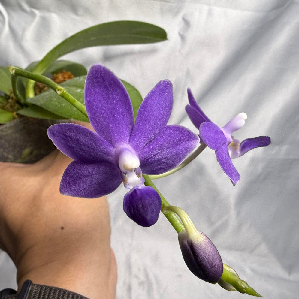 A hand holding a small potted purple orchid with green leaves and buds against a wrinkled white fabric background.