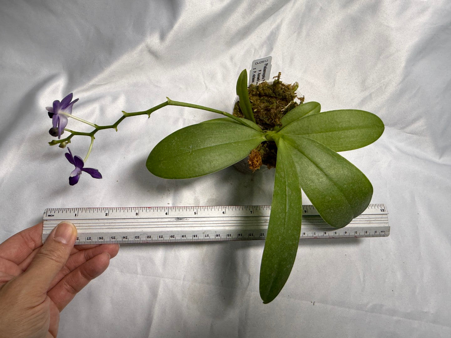 Phalaenopsis Purple Martin (Clone) 250830 Flowering