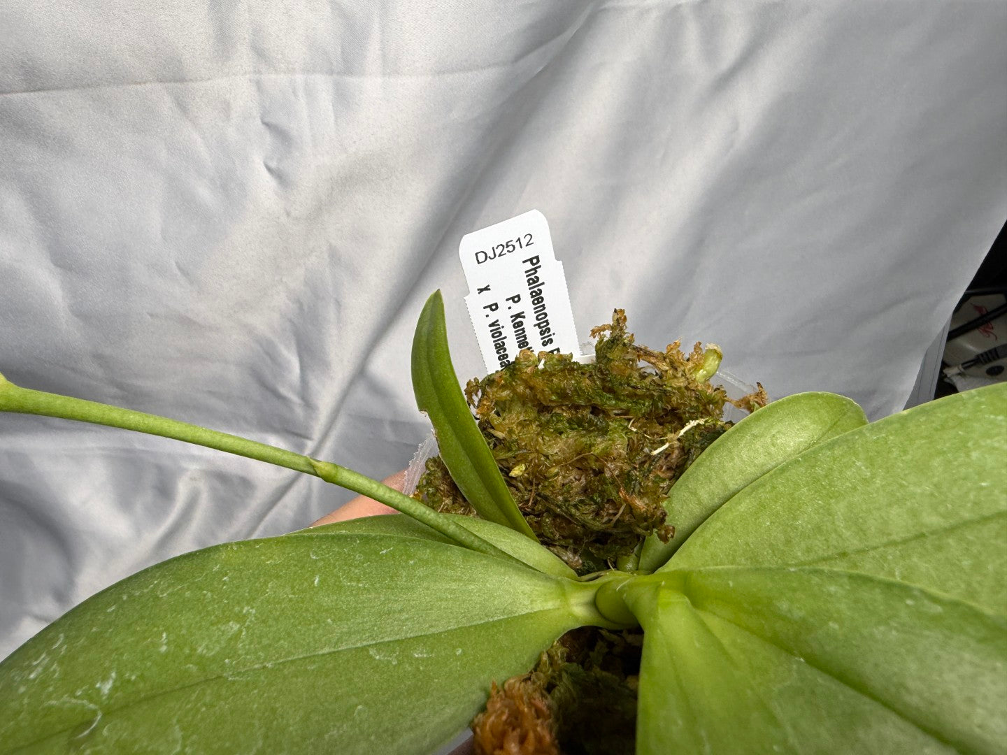 Phalaenopsis Purple Martin (Clone) 250830 Flowering