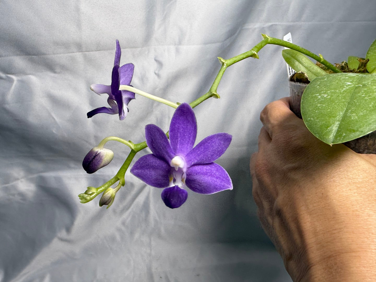 Phalaenopsis Purple Martin (Clone) 250830 Flowering