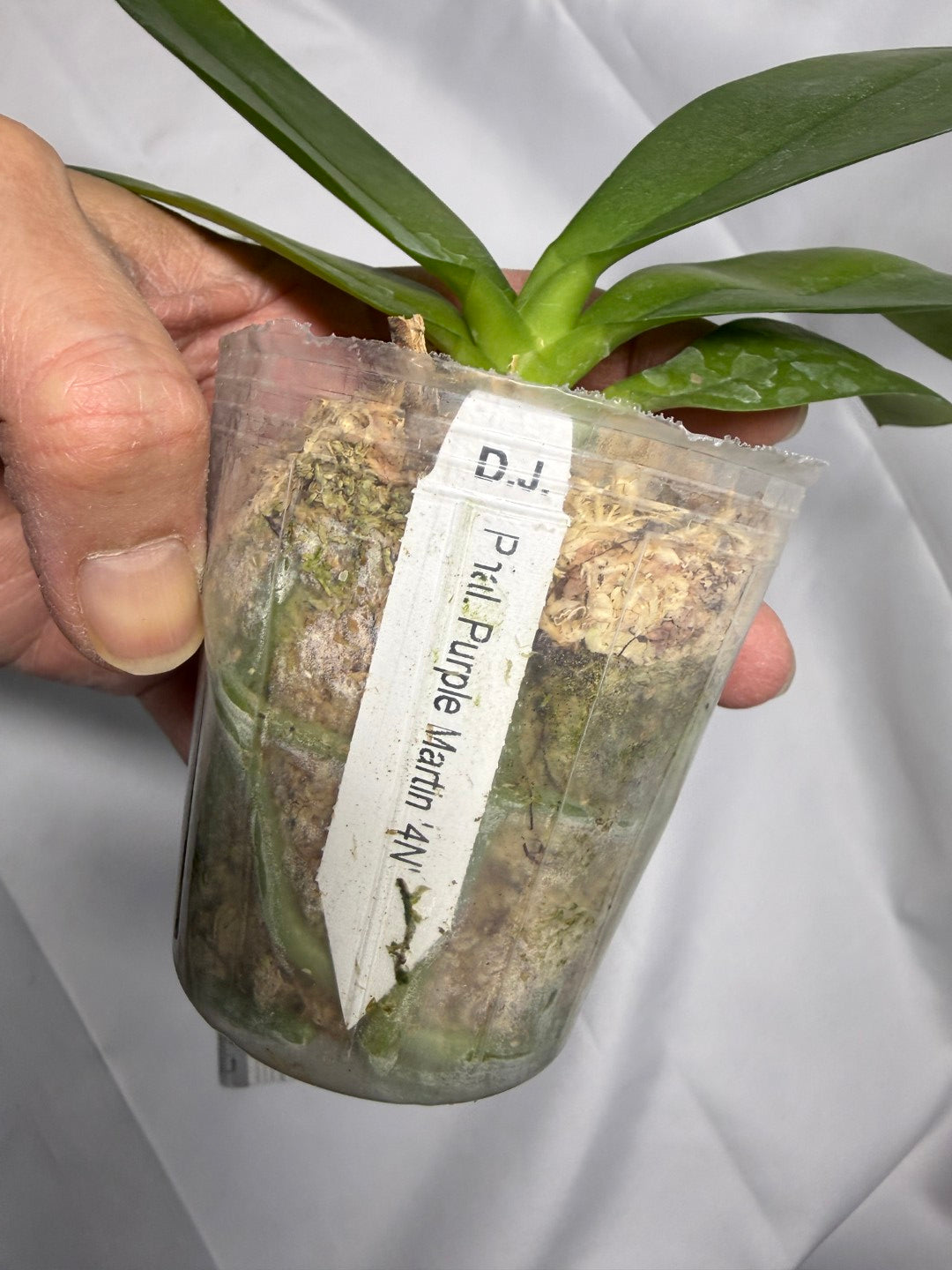 Phalaenopsis Purple Martin - 4n Clone