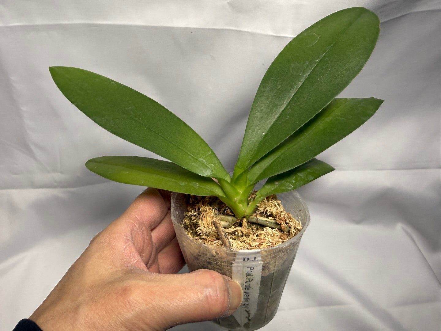 Phalaenopsis Purple Martin - 4n Clone